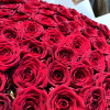 101 красная роза (70 см)